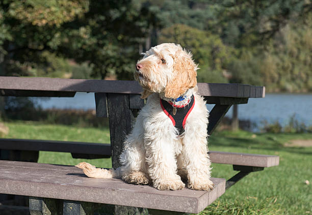 Cockapoo puppy sitting on a picnic bench outdoors. Image of a cockapoo puppy sitting on a picnic bench outdoors. Taken on a sunny day cockapoo stock pictures, royalty-free photos & images