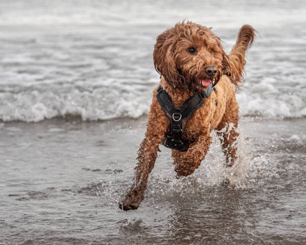 Cockapoo running in the water An outdoor portrait of an apricot cockapoo dog running in the North Sea on the beach at St Andrews, Scotland cockapoo stock pictures, royalty-free photos & images