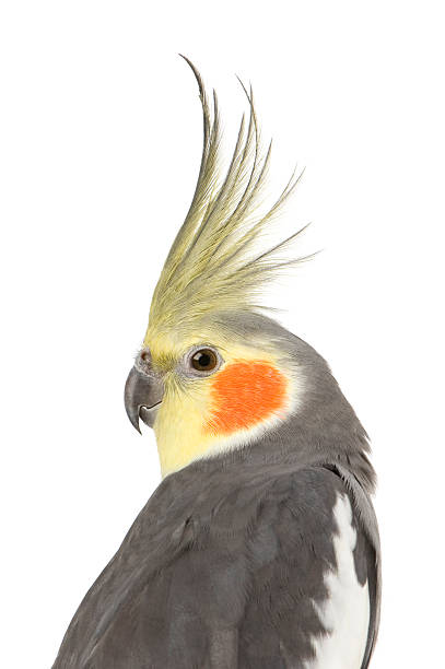 Cockatiel - Nymphicus hollandicus  animal's crest stock pictures, royalty-free photos & images