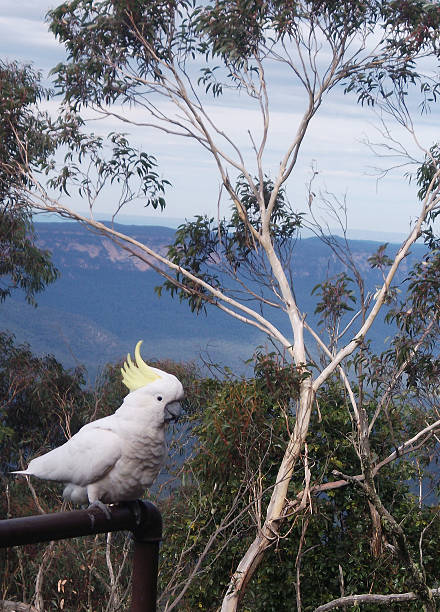 Cockatoo Blue Mountains Australia stock photo