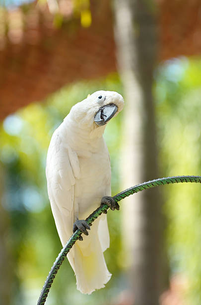 Cockatoo stock photo