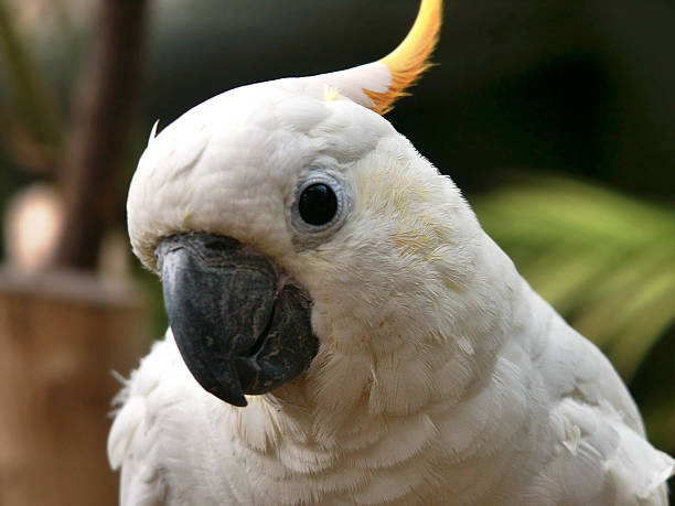 Cockatoo Portrait stock photo