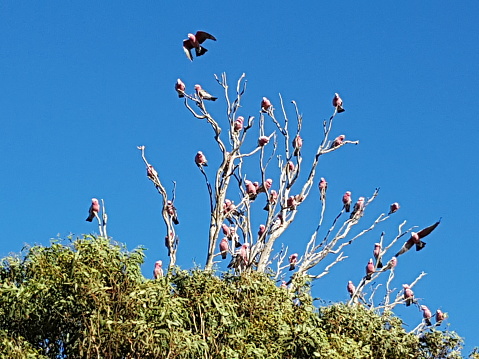 Tree full of pink cockatoos in Western Australia