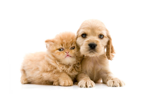 Cocker Spaniel Puppy and ginger cat Cocker Spaniel Puppy and ginger cat golden cocker retriever puppies stock pictures, royalty-free photos & images