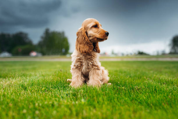 Cocker spaniel puppy is sitting at the grass Cocker spaniel puppy is sitting at the grass golden cocker retriever puppies stock pictures, royalty-free photos & images