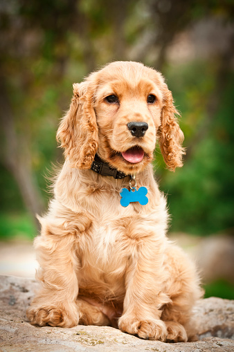 Cocker Spaniel Puppy Outdoors Stock Photo - Download Image ...