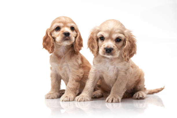Cocker Spaniel Puppy. Cocker Spaniel Puppy. golden cocker retriever puppies stock pictures, royalty-free photos & images