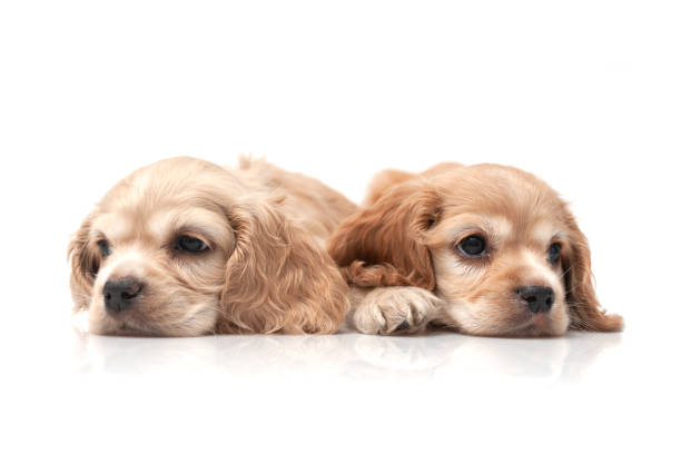 Cocker Spaniel Puppy Cocker Spaniel Puppy brothers golden cocker retriever puppies stock pictures, royalty-free photos & images