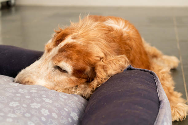 Cocker Spaniel puppy sleeping calmly in bed Cocker Spaniel puppy sleeping calmly in bed golden cocker retriever puppies stock pictures, royalty-free photos & images