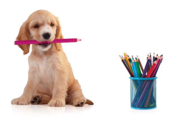 Cocker Spaniel Puppy with pencil, isolated on white. Cocker Spaniel Puppy with pencil and box of pencils, isolated on white. Education. golden cocker retriever puppies stock pictures, royalty-free photos & images