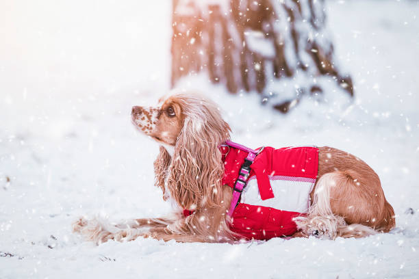 Cocker spaniel sitting at the snow Cocker spaniel sitting at the snow golden cocker retriever puppies stock pictures, royalty-free photos & images