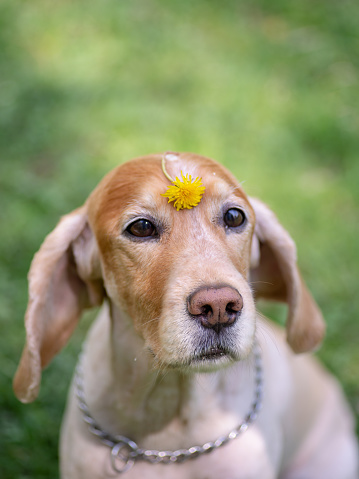 Cocker Spaniel With Short Fur After Haircuts Holds A Dandelion On
