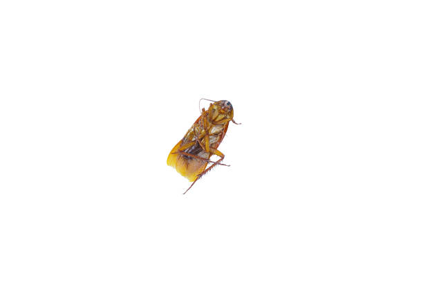 cockroach insect isolated on white background stock photo