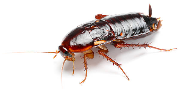 Cockroach Cockroach Blaptica dubia Dubia cockroaches stock pictures, royalty-free photos & images