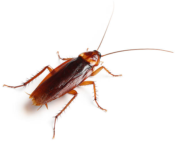 Cockroach