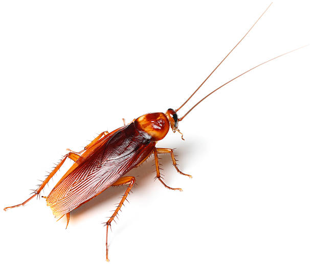 300 American Cockroach Stock Photos, Pictures & Royalty-Free Images - iStock