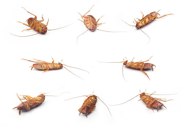 Cockroach stock photo