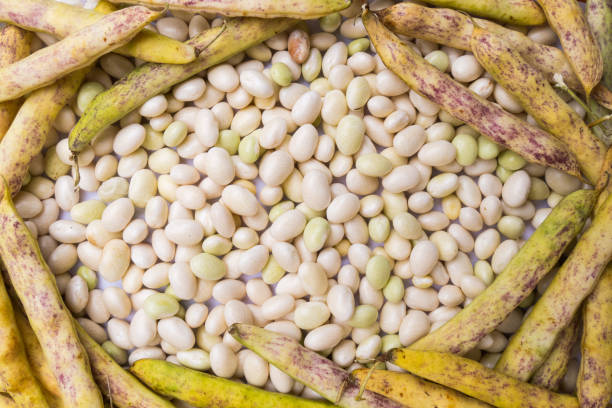 Coco de Paimpol beans background stock photo