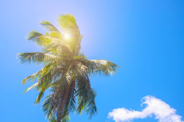 Coco palm tree top with sun flare. Palm tree crown with green leaf on sunny sky background. stock photo