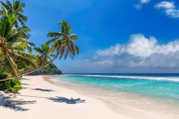 Coco palm trees in beach in tropical island Paradise sandy beach with coco palm and tropical sea. Travel and vacation concept. desert island stock pictures, royalty-free photos & images