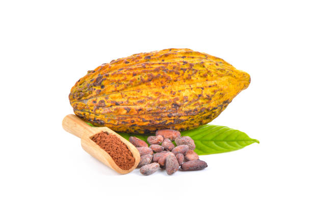 cocoa bean with powder on white background stock photo