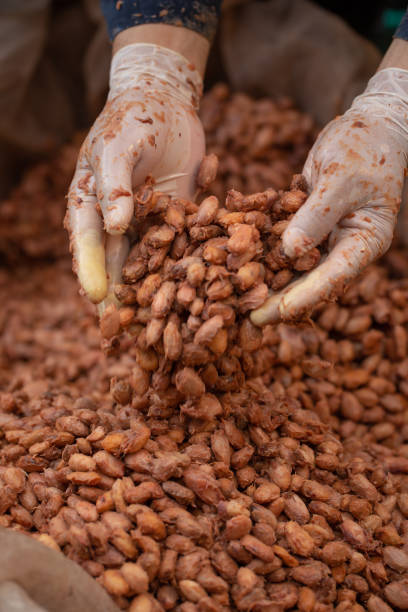 Cocoa beans are fermented in wooden boxto develop the chocolate flavor. stock photo