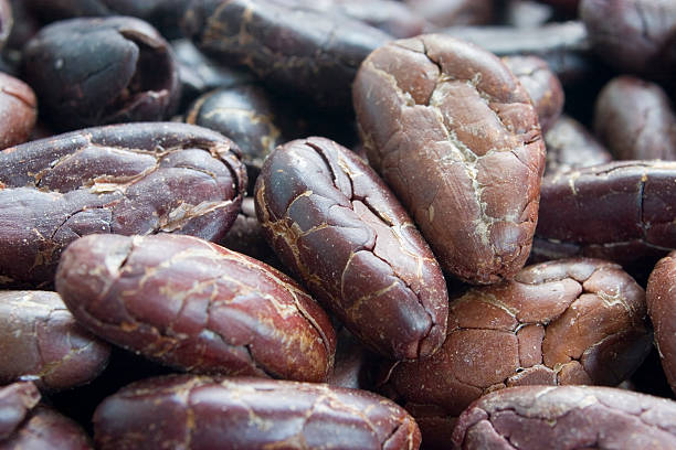 Cocoa Beans - Closeup - Raw stock photo