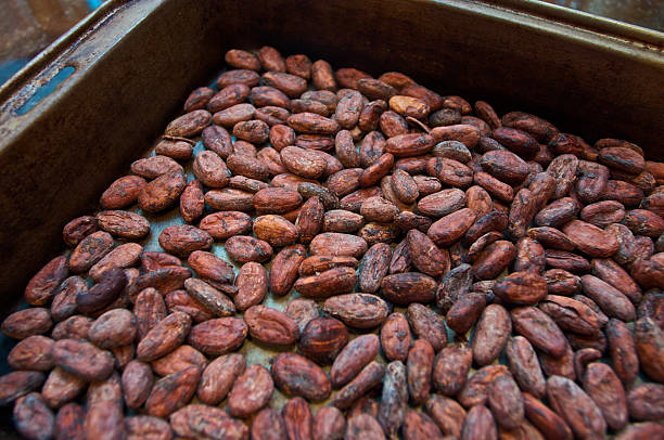 Cocoa beans in a pan stock photo