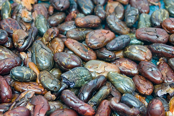 Cocoa Beans - Roasted stock photo
