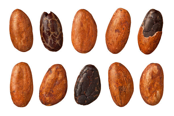 Cocoa Beans with a clipping path stock photo
