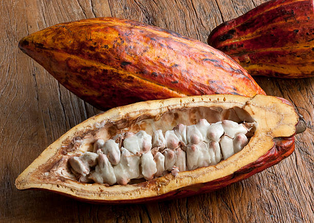 Cocoa fruit - Foodstuff "Brazilian cocoa pods and beans, reddish-skinned cocoa fruit, tropical exotic fruit on a wooden background, cocoa plantations are located in south region of state of Bahia, Brazil." plant pod stock pictures, royalty-free photos & images