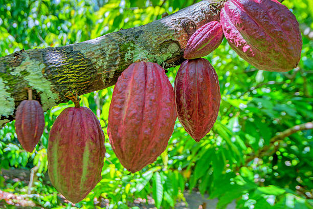 Cocoa fruit on a tree stock photo