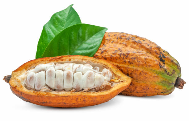 Cocoa fruit or Cacao fruit isolated on white background Cocoa fruit or Cacao fruit isolated on white background plant pod stock pictures, royalty-free photos & images
