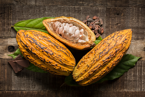 Árbol frutal de cacao