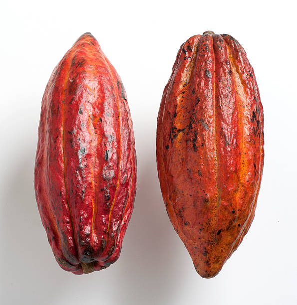 Cocoa fruit Cocoa pods, reddish-skinned cocoa fruits, tropical exotic fruit on a white background. plant pod stock pictures, royalty-free photos & images