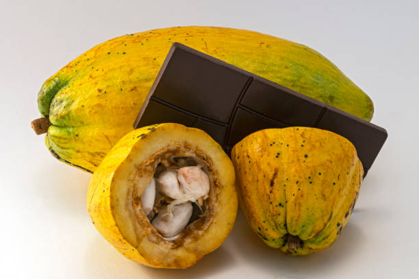 Cocoa fruits and chocolate bar stock photo