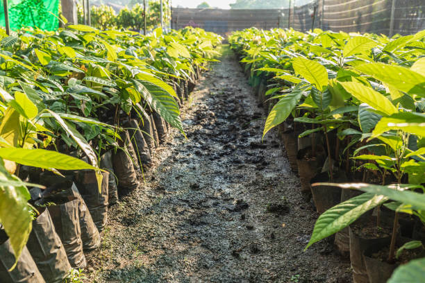 Cocoa seedlings growing on the farm stock photo