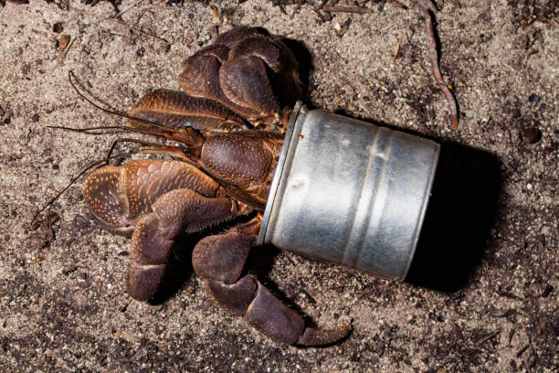 Coconut Crab Birgus latro Using Artificial Shell, Peleliu Island, Palau, Micronesia stock photo