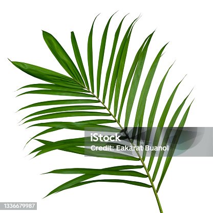 istock Coconut leaves or Coconut fronds, Green plam leaves, Tropical foliage isolated on white background with clipping path 1336679987