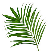 istock Coconut leaves or Coconut fronds, Green plam leaves, Tropical foliage isolated on white background with clipping path 1336679987