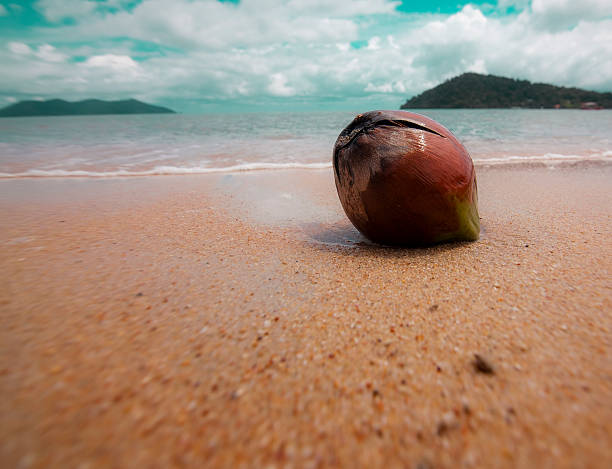 Coconut on beach stock photo