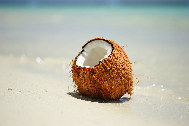 Coconut on the beach stock photo