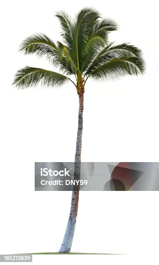 istock Coconut Palm Tree Isolated On White Background 185213839