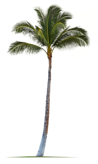 Coconut Palm Tree Isolated On White Background Stock Photo - Download ...