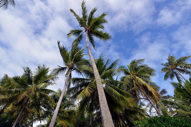 Dream Beach. Coconut palm tree at the beach of Moorea, crystal clear...
