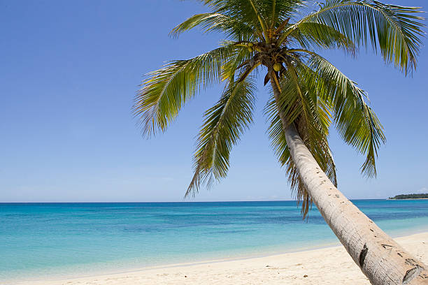 Coconut Palm Tree stock photo