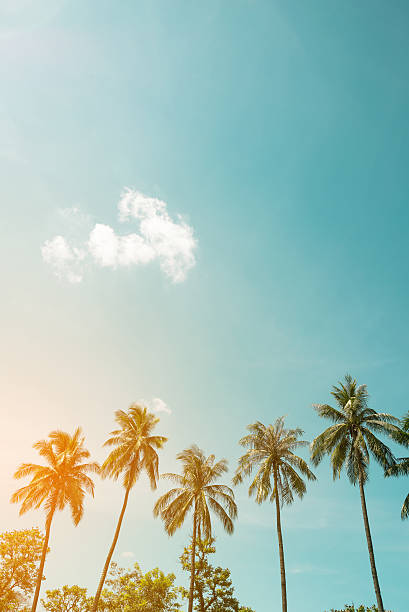 coconut palm tree stock photo