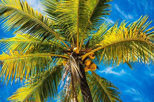 Close-up of coconut palm tree against blue sky.