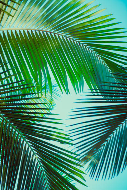 Coconut palm tree under blue sky. Vintage background. Retro toned poster. Coconut palm tree under blue sky. Vintage background. Travel card. Retro toned. Soft focus palm leaf stock pictures, royalty-free photos & images