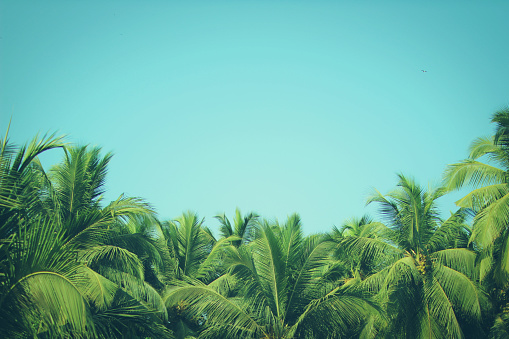Coconut palm trees at tropical beach, vintage filter